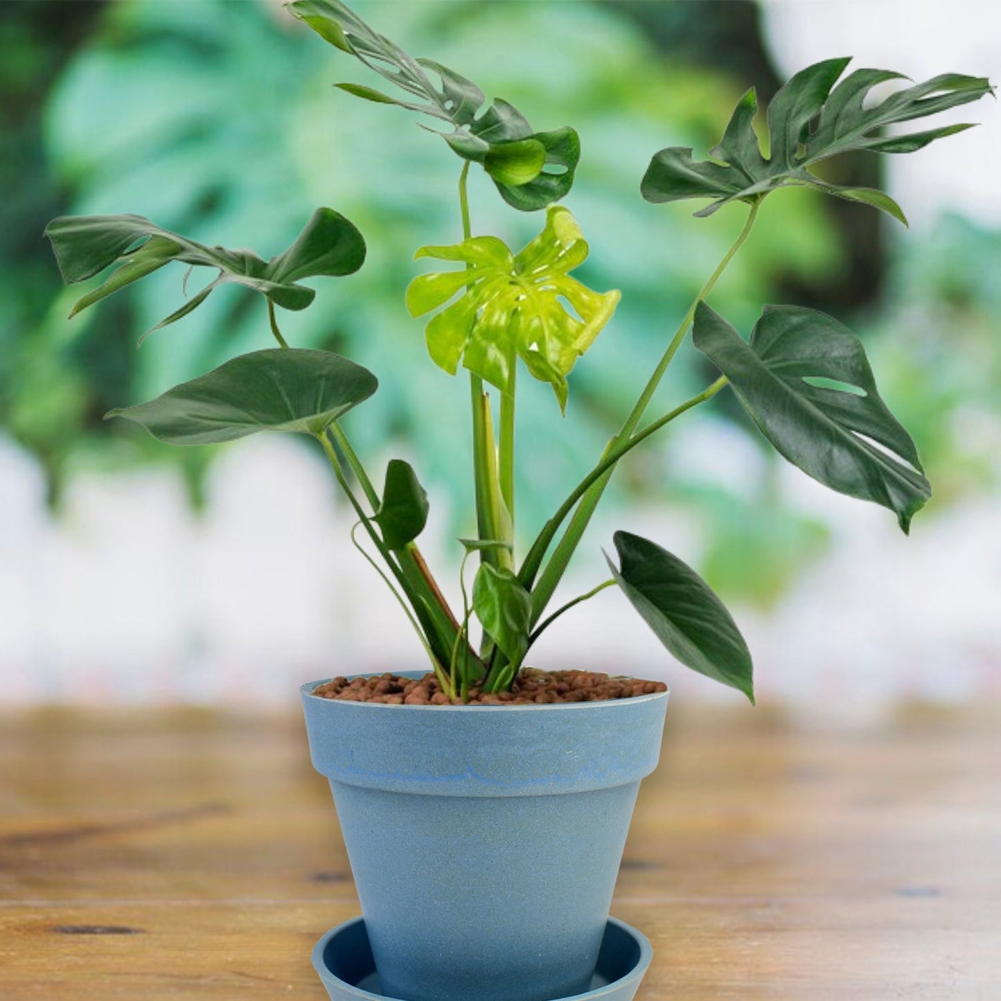 Heavy Plastic Flower Pots With Tray (1 Pc) Wukusy