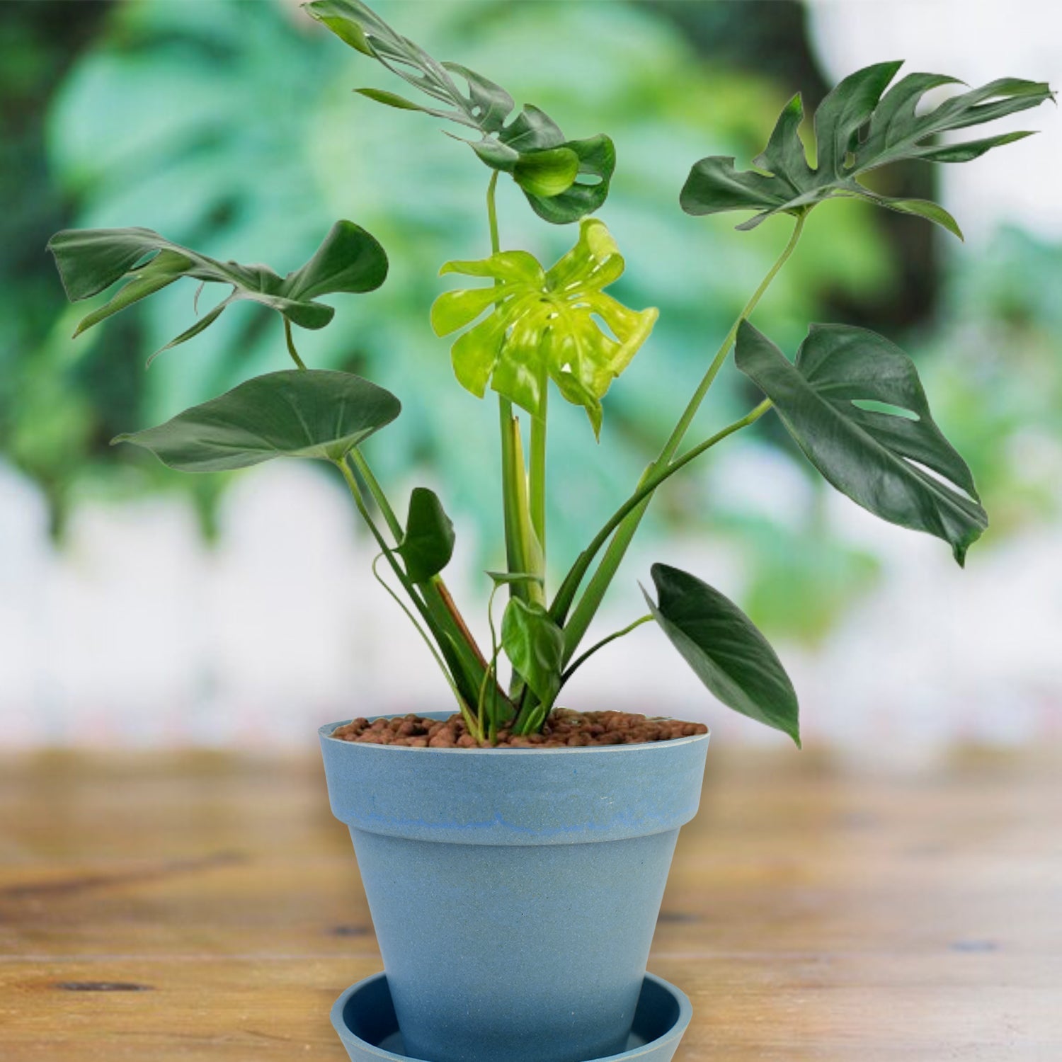 Heavy Plastic Flower Pots With Tray (1 Pc) Wukusy