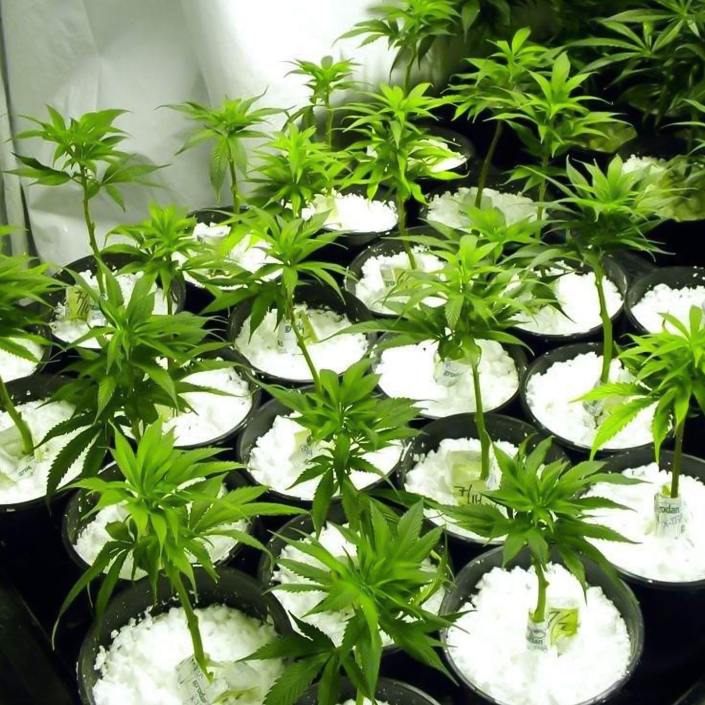 Paradise Perlite For Hydroponics Amp Horticulture Terrace Gardening Soil Conditioner (250 Gm) Wukusy