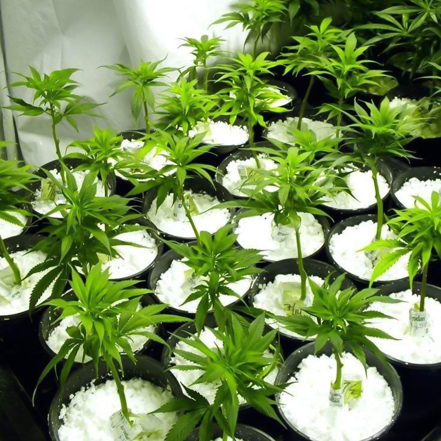 Paradise Perlite For Hydroponics Amp Horticulture Terrace Gardening Soil Conditioner (250 Gm) Wukusy