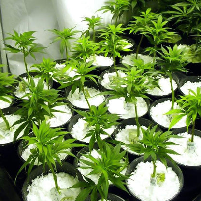 Paradise Perlite For Hydroponics Amp Horticulture Terrace Gardening Soil Conditioner (250 Gm) Wukusy